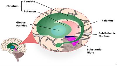 Neuro4PD: An Initial <mark class="highlighted">Neurorobotics</mark> Model of Parkinson's Disease